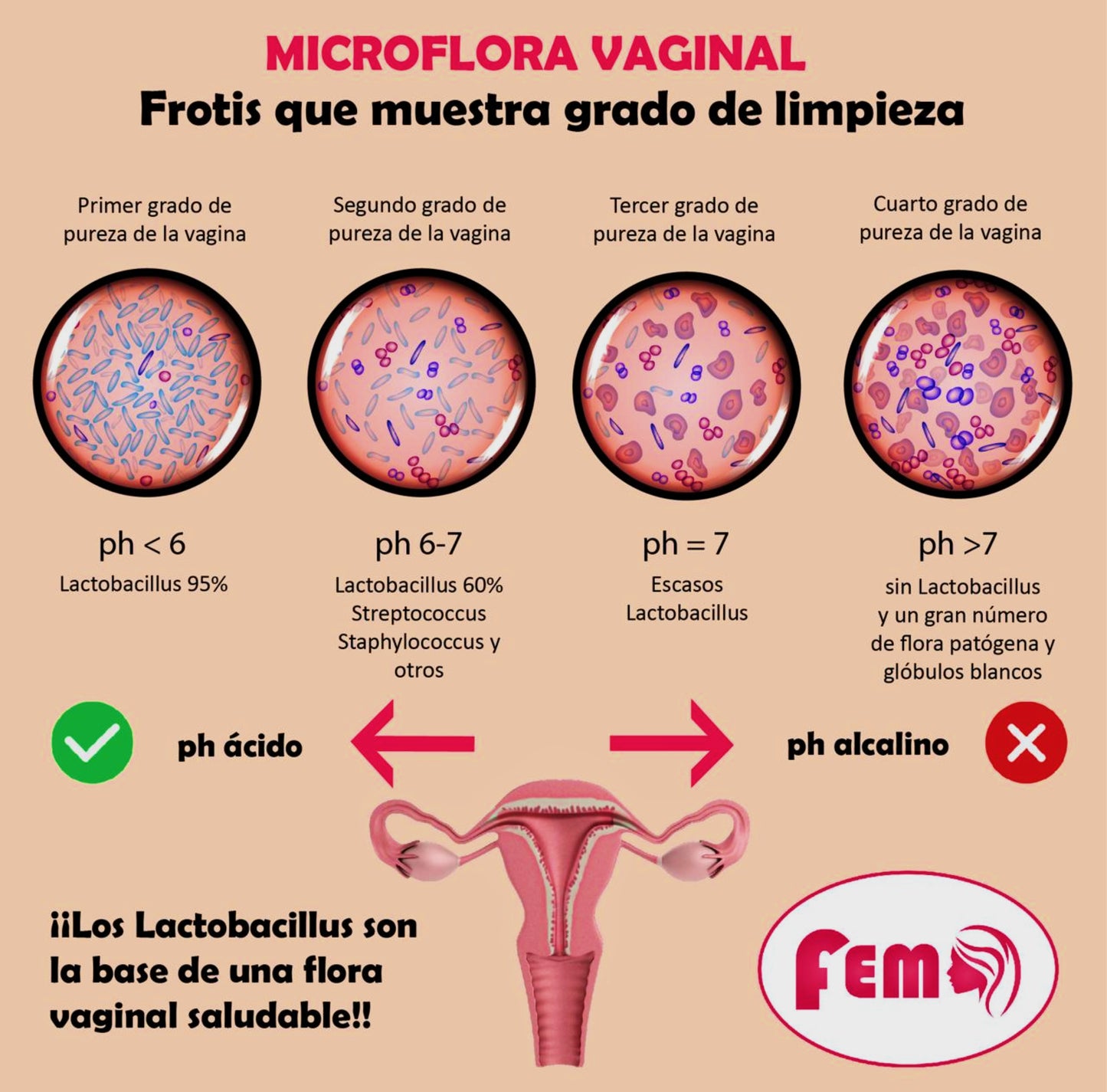 Probióticos Lactobacilus y prebioticos  caja 10 sobres